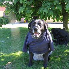 Labrador retriever Bøffe R.I.P