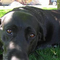 Labrador retriever Adidas R.I.P