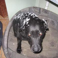 Labrador retriever Adidas R.I.P