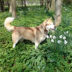 Alaskan malamute moon song`s Dina Død 2009