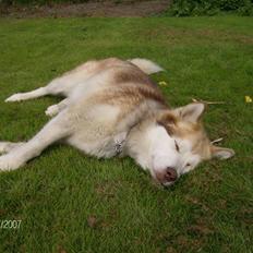 Alaskan malamute moon song`s Dina Død 2009