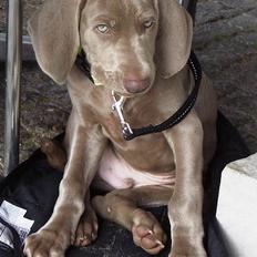 Weimaraner Hot Shoot's Gambler