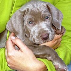 Weimaraner Hot Shoot's Gambler