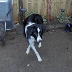 Border collie Charlie