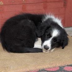 Border collie Charlie