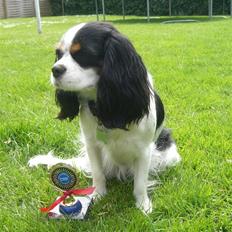 Cavalier king charles spaniel Freja ( RIP)