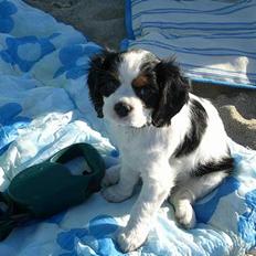 Cavalier king charles spaniel Freja ( RIP)