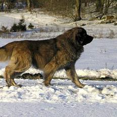 Leonberger Leodania's Amadeus