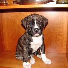 Amerikansk bulldog Boris