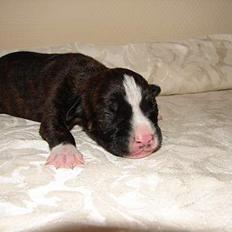 Amerikansk bulldog Boris