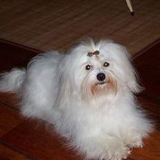 Coton de tulear St. Torøjes Mischa