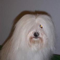 Coton de tulear St. Torøjes Mischa