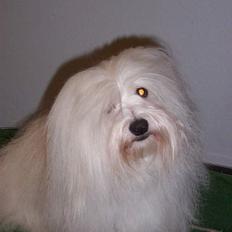 Coton de tulear St. Torøjes Mischa