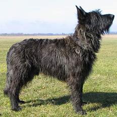 Picard Alpha Natura Uccas