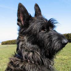 Picard Alpha Natura Uccas