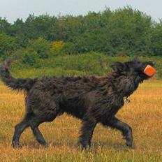 Picard Alpha Natura Uccas