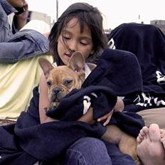 Fransk bulldog Carlos