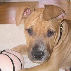 Amerikansk staffordshire terrier Chico