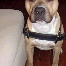 Amerikansk staffordshire terrier Chico