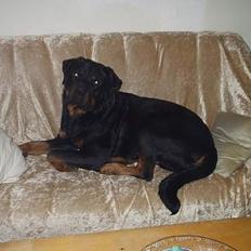 Rottweiler Shakur Kongen *Rip*