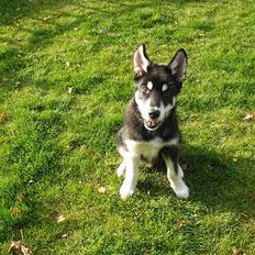 Alaskan husky BALTO aflivet