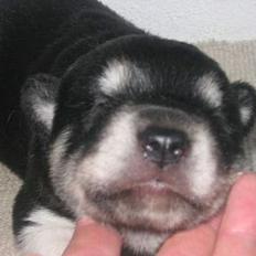 Alaskan husky BALTO aflivet