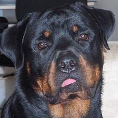 Rottweiler Laban