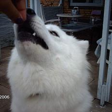 Samojedhund Åse