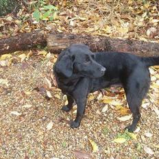 Labrador retriever Gertrud ;)