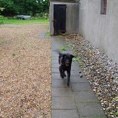 Labrador retriever Gertrud ;)