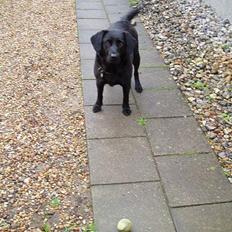 Labrador retriever Gertrud ;)
