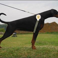 Dobermann *¤*Grace/Chica*¤* R.I.P.