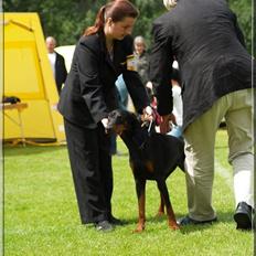 Dobermann *¤*Grace/Chica*¤* R.I.P.