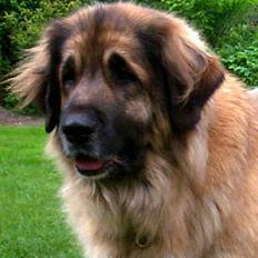 Leonberger Nahla