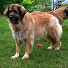 Leonberger Nahla