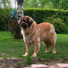 Leonberger Nahla