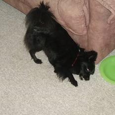 Pomeranian Chippo (R.I.P)