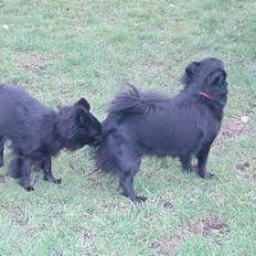 Pomeranian Chippo (R.I.P)