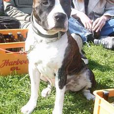 Blanding af racer Jack