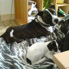 Blanding af racer Jack