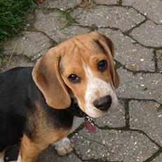 Beagle * Princess Leika * RIP