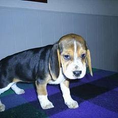 Beagle * Princess Leika * RIP