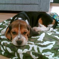 Beagle * Princess Leika * RIP
