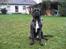 Mastiff engelsk mastiff Hogan