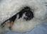 Chihuahua *Gorgeous <3* - Man eeeeeeeeeeeeeelsker sit lammeskind...