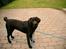 Labrador retriever Soffi<3