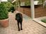 Labrador retriever Soffi<3