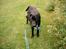 Labrador retriever Soffi<3