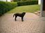 Labrador retriever Soffi<3