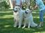Pyreneerhund  Beauty  - Hvalp ventes uge 36 efter disse to dejlige pyrhunde